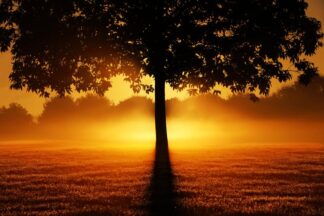 Tablou Tree Sunset 70x100 cm